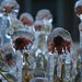 Frozen Flowers [Pic]