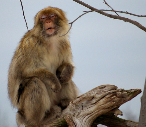 Disgusted Barbary Ape
