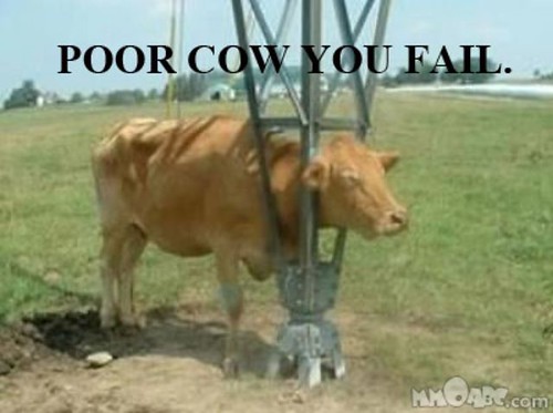 cow fail by Doc Rogers blog 02.