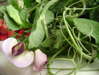 One Windmill Farm's blossoming pea shoots
