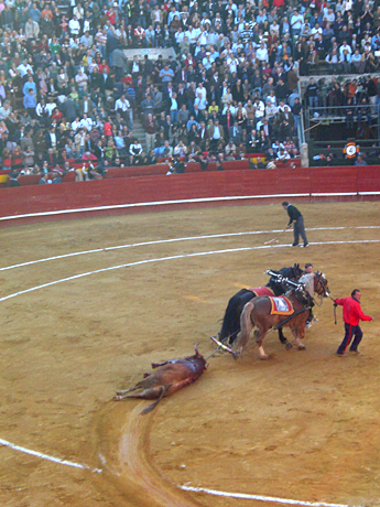 dead-bull-Valencia
