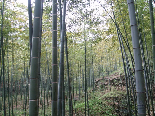 Bamboo Forest