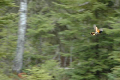 Redstart in flight