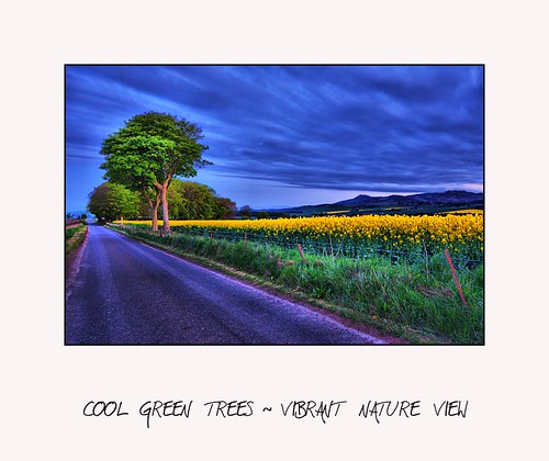 Cool Trees - Vibrant Nature