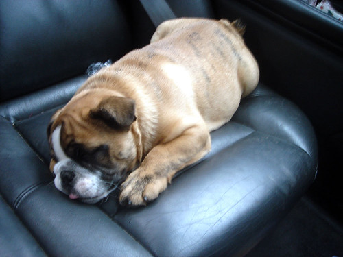Peewee napping in the car