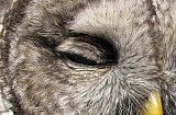 Close up of eyelid feathers