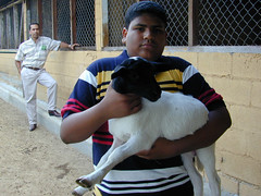 Holding a lamb