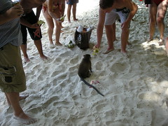 47 scimmia a monkey beach 2