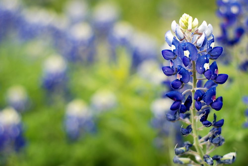 bluebonnets in texas. The lue bonnets are starting