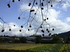 日本京都行屋與樹之美DSCN5595