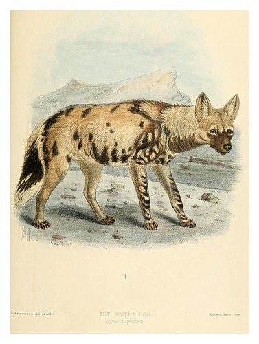 008-La hiena-Dogs jackals wolves and foxes…1890- J.G. Kulemans