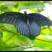 Blue Black Butterfly