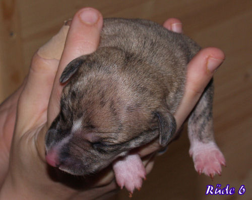 Whippet puppies 3 days old