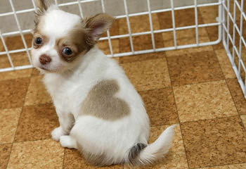 chihuahua with a heart