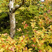 Parc de Maulévrier - Arbre et feuilles