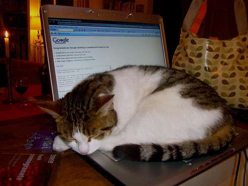 Cat_Laptop
