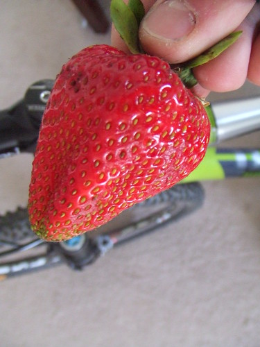 Giant strawberry