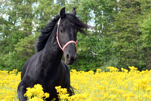 Cantering in flowers
