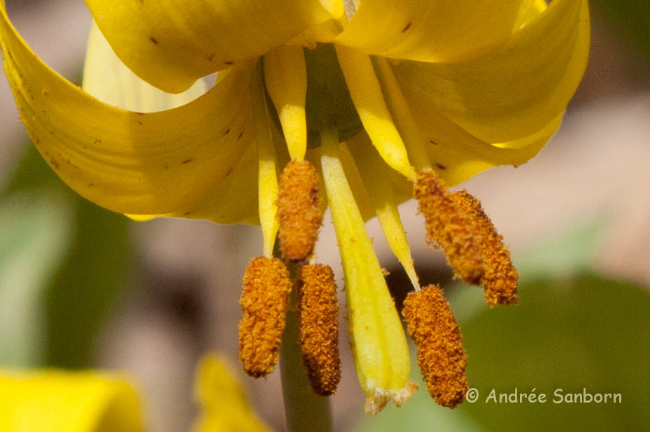 Trout lily (Erythronium americanum)-19.jpg