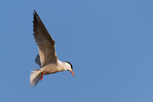Visdief / Common Tern / Sterna hirundo / Fluss-Seeschwalbe (1/2)