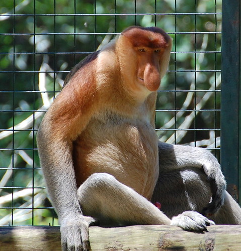 Proboscis monkey with erection!