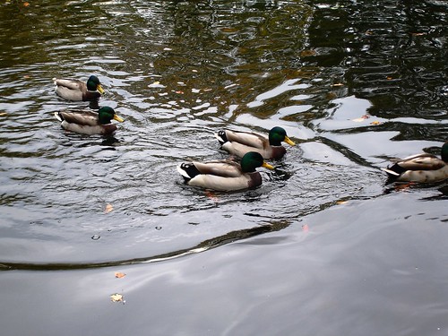Ducks at St Stephen's Green