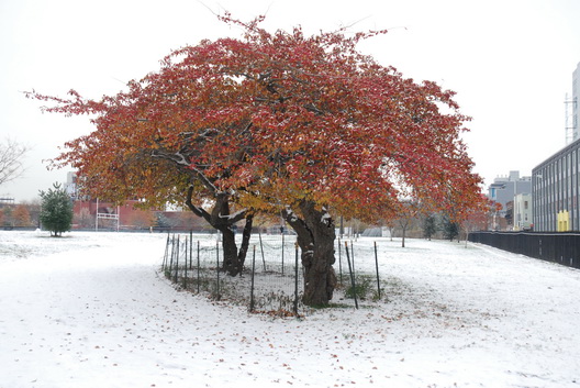McCarren Tree Snow