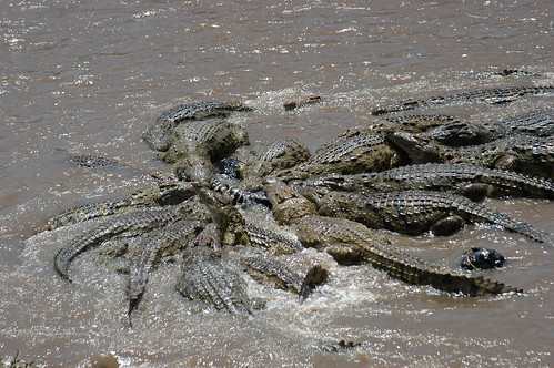 Nile-crocodiles feeding on a zebra foul kill; ? Oldest photo