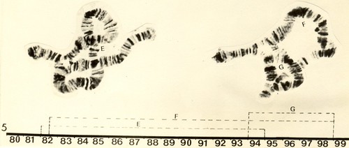 Inversões do cromossomo 5 de D. nappae