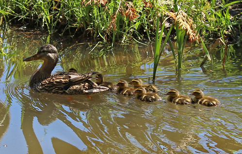 Ducklings in our pond 4