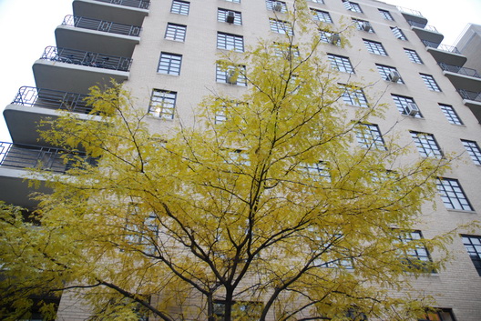 Yellow Tree-Bldg