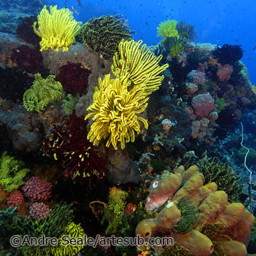 2008 - Ano dos recifes de corais