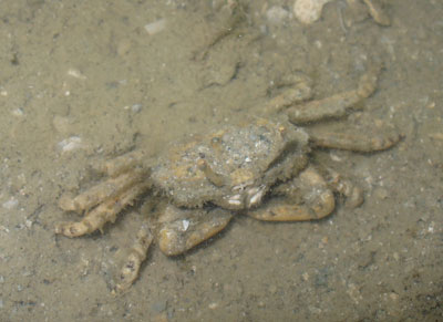 Crab-P1050802