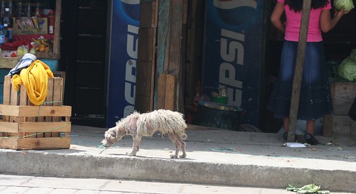 ugly animals in world. the ugliest dog in the world