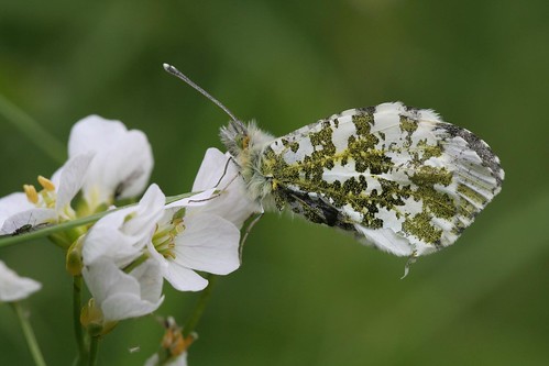 Female Orange-tip Butterfly
