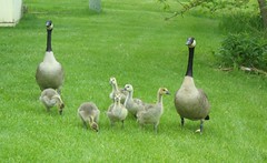 This year's Goose family