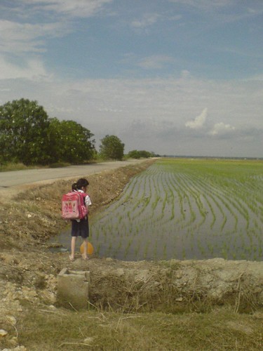Watching the paddy field