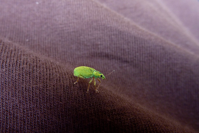 green bug on brown shirt