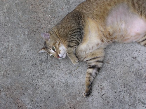 Cat at Ngau Tau Kok Lower Estate