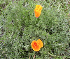 Learn about medicinal properties of plants like the California Poppy at this Gardener's Supply lecture!