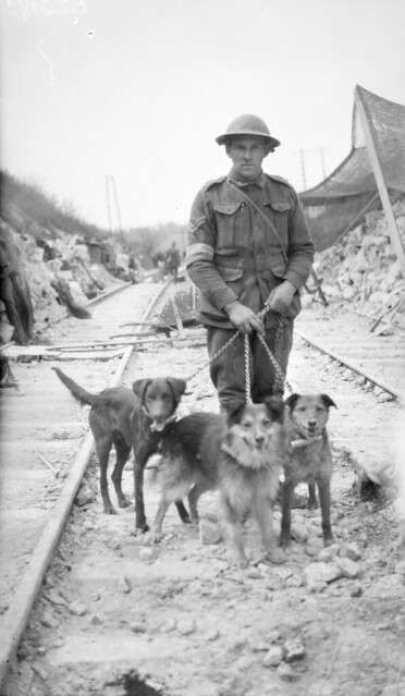 messenger dogs and handler near Villers-Bretonneux, 1918
