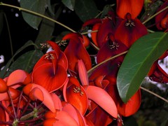 Coral Bean Tree: Flowers