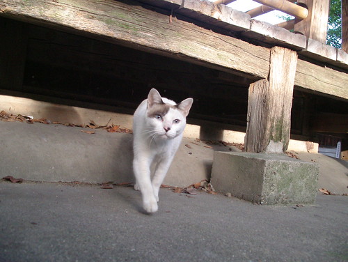 Today's Cat@20071010