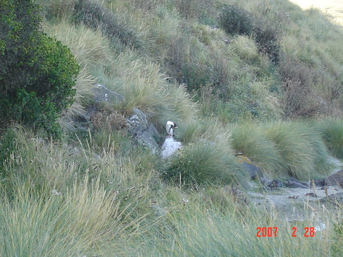 Penguin @ Otago Peninsula