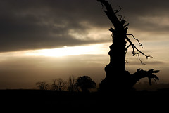 Spooky tree
