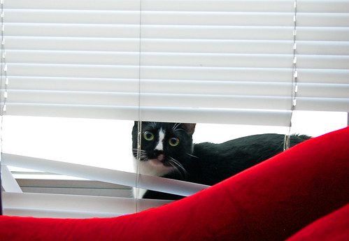 A tuxie in the blinds