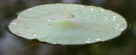 dew on lotus leaf lalbagh150308