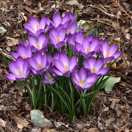 Missouri Botanical (Shaw's) Garden, in Saint Louis, Missouri, USA - purple flowers 3
