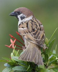 Eurasian Tree Sparrow - adult  (Passer montanu...