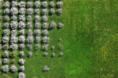 Flowering fruit trees da Aerial Photography.
